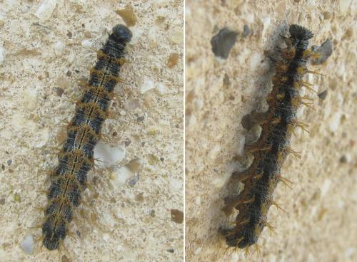 Réf. 302 056 : Nymphalis polychloros